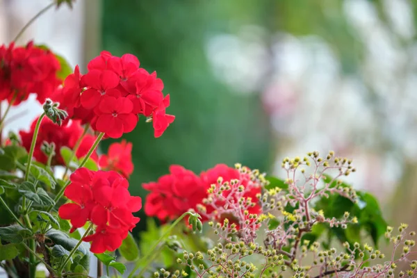 Piccoli fiori decorativi rossi che fioriscono nel parco estivo — Foto Stock