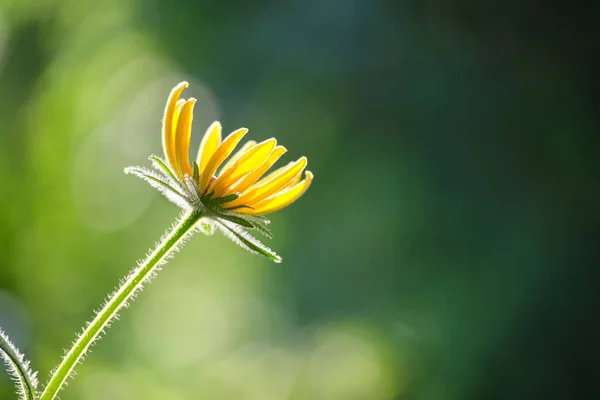 Flor amarilla de manzanilla iluminada por el sol que florece en el lecho de flores del verano en el jardín soleado verde — Foto de Stock