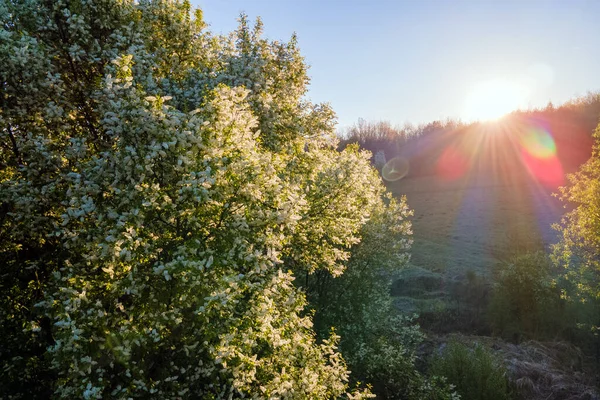 Baharın erken saatlerinde çiçek açan ağaçlarla birlikte gün batımında çiçek açan bahçenin havadan görünüşü.