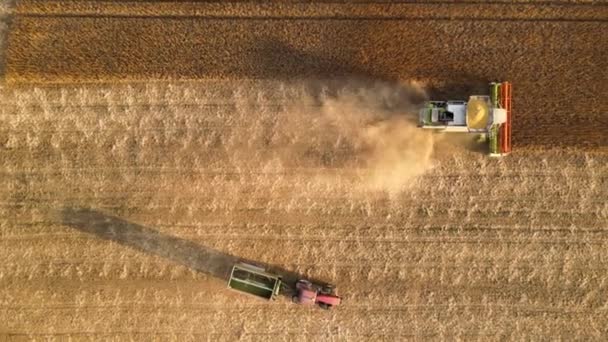 Aerial view of combine harvester and cargo trailer working during harvesting season on large ripe wheat field. Agriculture and transportation of raw grain concept — Video Stock