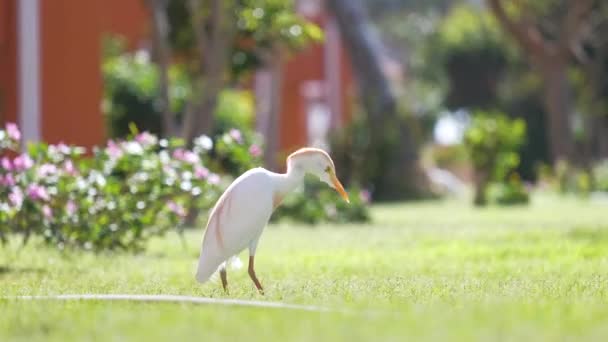 Pájaro salvaje garceta blanca, también conocido como Bubulcus ibis, caminando sobre césped verde en el patio del hotel en verano — Vídeos de Stock