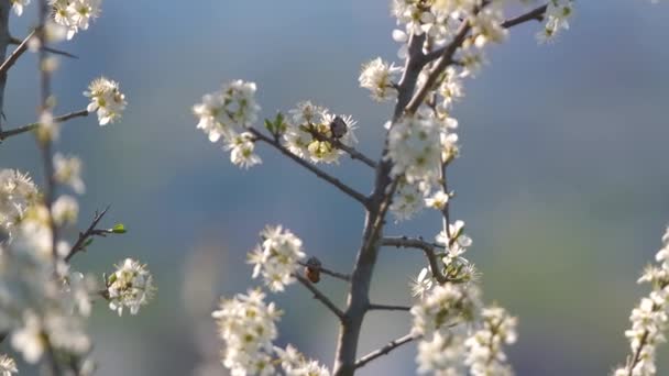 Ramoscelli di ciliegio con fiori bianchi in fiore all'inizio della primavera — Video Stock