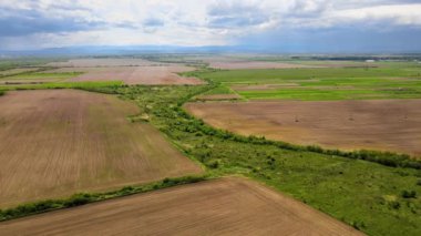 Sarı ekili tarla manzarası açık yaz gününde olgunlaşmış buğdayla birlikte.