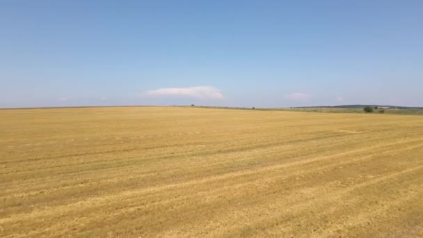 采收小麦干秸秆黄耕农田的空中景观 — 图库视频影像