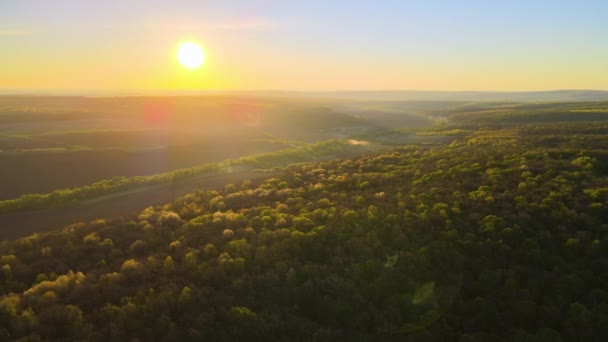 Vue aérienne des bois avec des arbres verts frais au début du printemps au coucher du soleil — Video