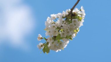 Baharın başında çiçek açan kiraz ağacının dalları