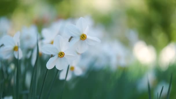 Weiße zarte Narzissenblüten blühen im sonnigen Frühlingsgarten — Stockvideo