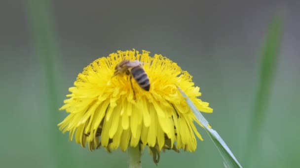 Медовая пчела собирает нектар на желтых цветах одуванчика, цветущих на летнем лугу в зеленом солнечном саду — стоковое видео