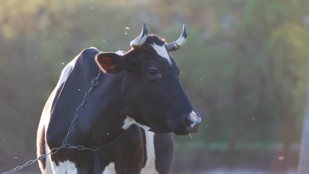 Vaca lechera pastando en pastos verdes en el día de verano. Alimentación de ganado en pastizales de tierras agrícolas — Vídeos de Stock