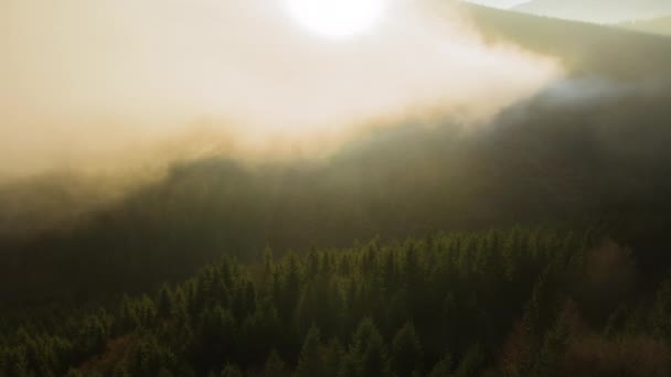 Veduta aerea di paesaggi incredibili con alberi di pino scuro foresta di montagna nebbioso all'alba autunnale. Bella foresta selvaggia con raggi di luce splendente all'alba — Video Stock