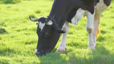 Yeşil çiftlik otlaklarında yaz günü süt ineği otluyor. Çiftlik arazilerinde sığır beslemek
