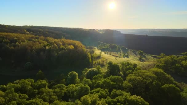Luftaufnahme von Wäldern mit frischen grünen Bäumen im zeitigen Frühling bei Sonnenuntergang — Stockvideo