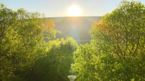 Veduta aerea del bosco con alberi verdi freschi all'inizio della primavera al tramonto — Video Stock