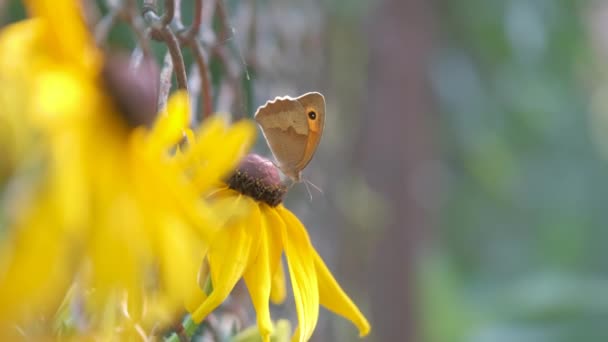 Kleiner Schmetterling auf gelben, sonnenbeschienenen Kamillenblüten, die auf Sommerblumenbeeten im grünen, sonnigen Garten blühen — Stockvideo