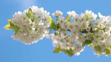 Baharın başında çiçek açan kiraz ağacının dalları