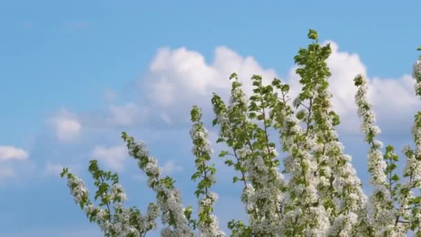 Ramitas de cerezo con flores blancas en flor a principios de primavera — Vídeos de Stock