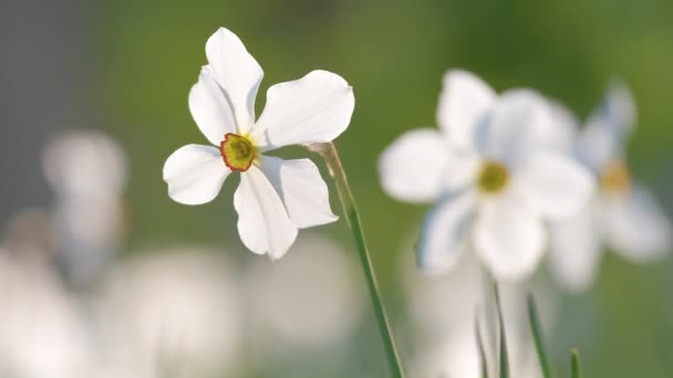 Vita späda narcissus blommor blommar i vår solig trädgård — Stockvideo