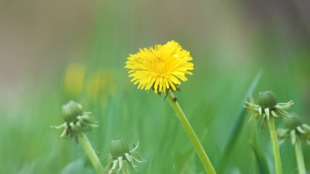 緑の日当たりの良い庭の夏の牧草地に咲く黄色のタンポポの花 — ストック動画