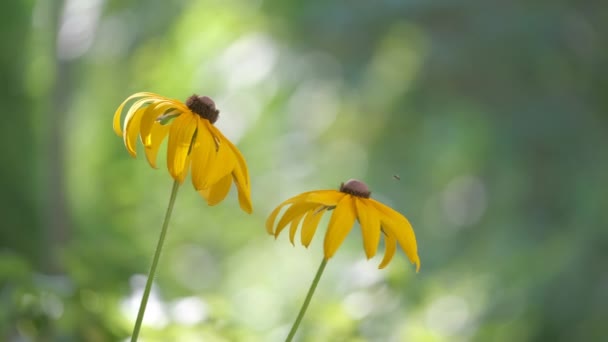 Ромашковые цветы с желтым солнцем, цветущие на летней клумбе в зеленом солнечном саду — стоковое видео
