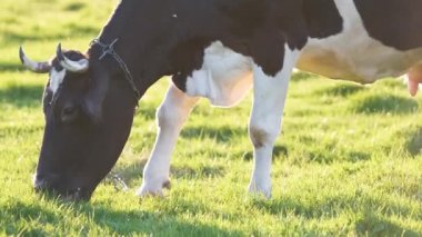 Yeşil çiftlik otlaklarında yaz günü süt ineği otluyor. Çiftlik arazilerinde sığır beslemek