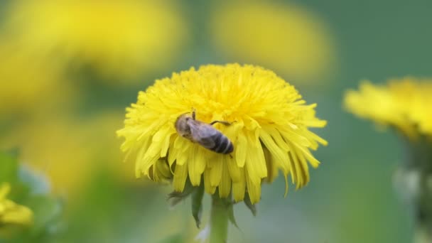 Honey bee gathering nectar on yellow dandelion flowers blooming on summer meadow in green sunny garden — Stock Video