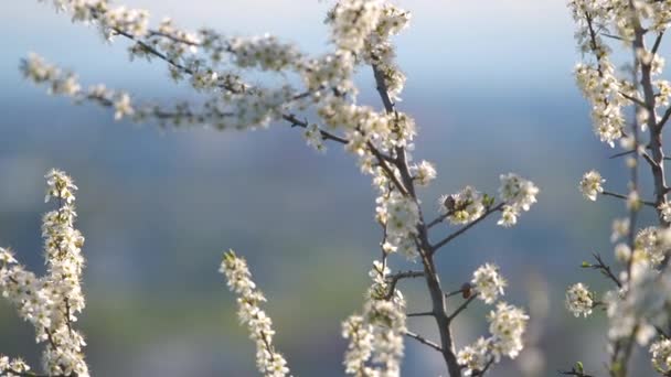 Gałązki wiśni z białymi kwitnącymi kwiatami wczesną wiosną — Wideo stockowe