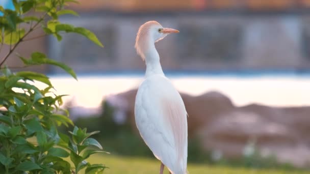 White cattle egret wild bird, also known as Bubulcus ibis walking on green lawn in summer — Stock Video