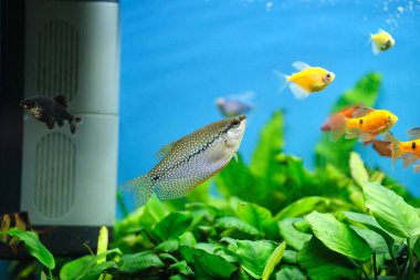 Derin mavi su akvaryumunda yeşil tropikal bitkilerle yüzen renkli egzotik balıklar.