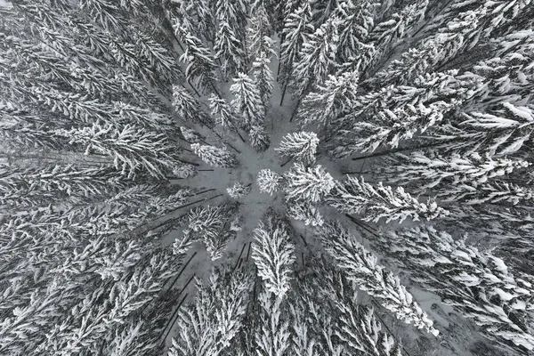 冷たい静かな夜に冬の山の森の中で大雪の後、新鮮な秋の雪で覆われた常緑の松の木と空気霧の風景 — ストック写真