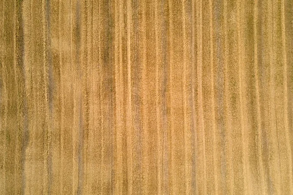 Buğday hasadından sonra kuru samanla ekilmiş sarı tarım arazisinin havadan manzarası — Stok fotoğraf