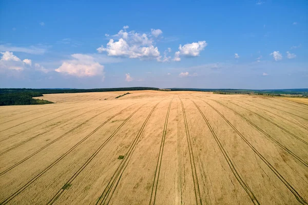 Vzdušná krajina pohled na žluté obdělávané zemědělské pole se zralou pšenicí v jasný letní den — Stock fotografie