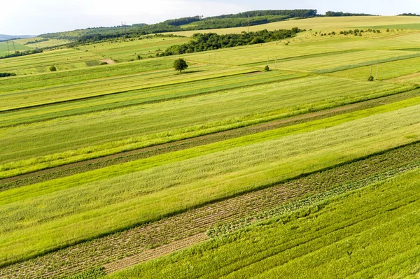 Levegő kilátás a zöld mezőgazdasági területek tavasszal, friss növényzet után vetési szezon egy meleg napos napon — Stock Fotó