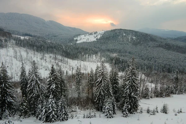 Luftige Winterlandschaft mit sprossen Bäumen aus schneebedecktem Wald in kalten Bergen am Abend — Stockfoto