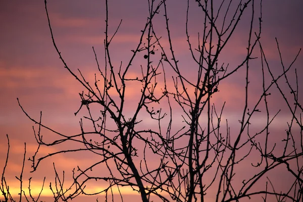 小树和灌木的暗叶映衬着明亮多彩的落日的天空，乌云闪烁着落日的光芒 — 图库照片