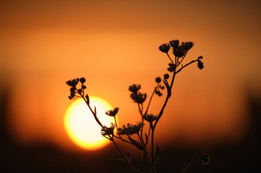 Parlak renkli günbatımı gökyüzüne karşı güneş ışığıyla birlikte yabani çiçeklerin karanlık siluetleri.