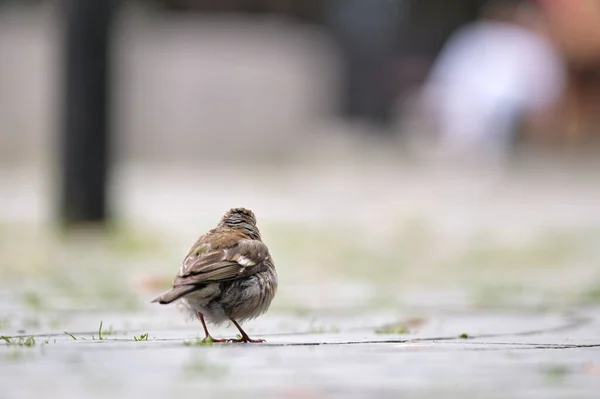 Gri pasăre mică vrabie cocoșând pe pământ — Fotografie, imagine de stoc