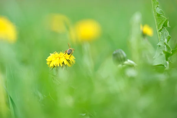 Abeja de miel recogiendo néctar en flores de diente de león amarillo floreciendo en el prado de verano en verde jardín soleado — Foto de Stock