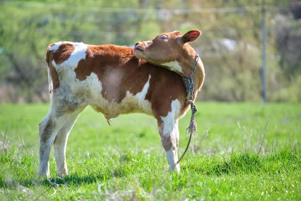 Milk cow tired of flies while grazing on green farm pasture on summer day. Parasites cause discomfort in cattle on farmland grassland — Stock Photo, Image