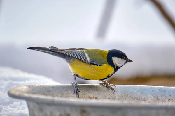 Yellow wild tit bird looking for food on cold winter day — Foto de Stock