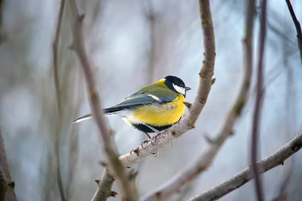 Yellow wild tit bird perching on tree branch on cold winter day — Stockfoto