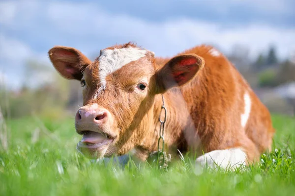 Young sick of thirsty calf resting on green pasture grass on summer day. Feeding of cattle on farm grassland — Stock Photo, Image