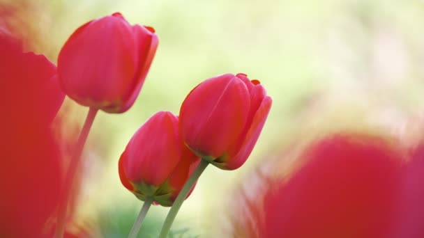 明媚的春日，艳丽的红色郁金香绽放在户外花坛上 — 图库视频影像