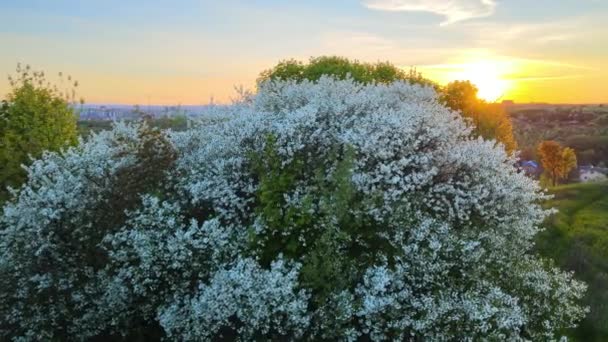 Letecký pohled na kvetoucí zahradu s bílými kvetoucími stromy na začátku jara při západu slunce — Stock video