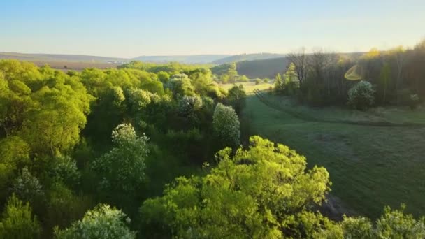 Widok z lotu ptaka ze świeżymi zielonymi drzewami wczesną wiosną o zachodzie słońca — Wideo stockowe