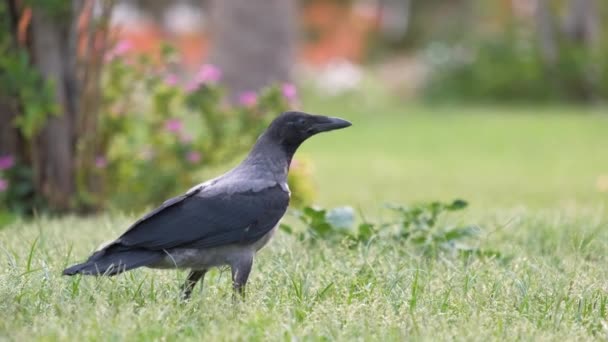 Pássaro corvo selvagem preto à procura de comida no gramado verde no verão — Vídeo de Stock