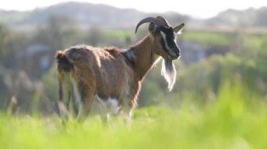 Uzun sakallı, yeşil çayırlarda otlayan yerli süt keçisi. Çiftlik arazilerinde sığır beslemek