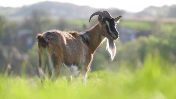 Вітчизняний молочний козел з довгою бородою і рогами пасеться на зеленій фермі в літній день. Годування худоби на сільськогосподарських луках — стокове відео