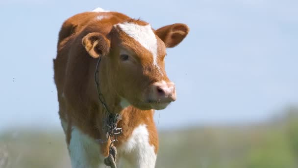 Retrato de cabeza de ternera joven pastando en pastos verdes de granja en el día de verano. Alimentación de ganado en pastizales de tierras agrícolas — Vídeos de Stock