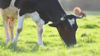 Yeşil çiftlik otlaklarında yaz günü süt ineği otluyor. Çiftlik arazilerinde sığır beslemek