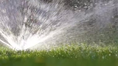 Plastik fıskiyeler çimenleri sulıyor yaz bahçesinde suyla. Yeşil bitkileri sulamak kurak mevsimi taze tutmak içindir.